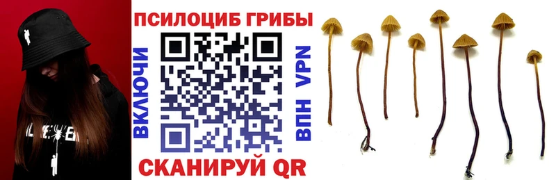 Купить  Костомукша  Псилоцибиновые грибы прущие грибы 